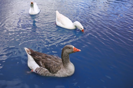 Quail Creek Apartments ducks in beautiful blue pond